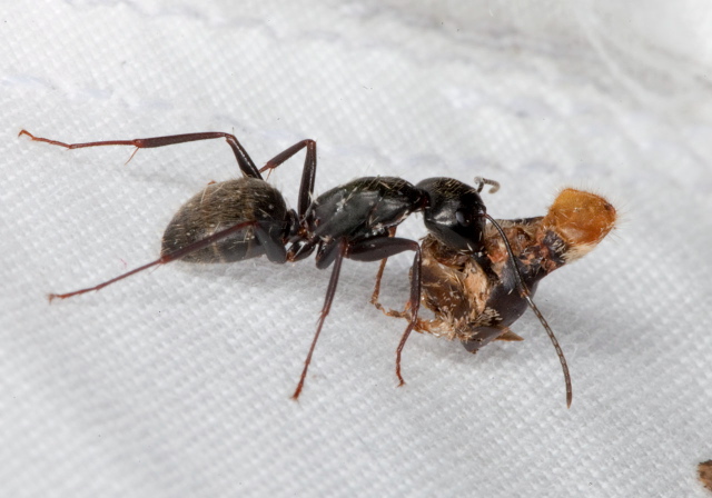 Camponotus (Camponotus) pennsylvanicus Formicidae