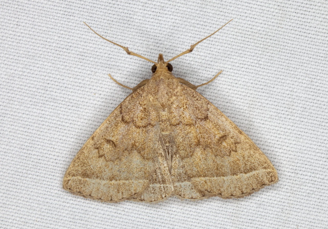 Zanclognatha jacchusalis Erebidae