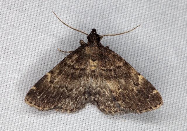 Idia forbesii Erebidae