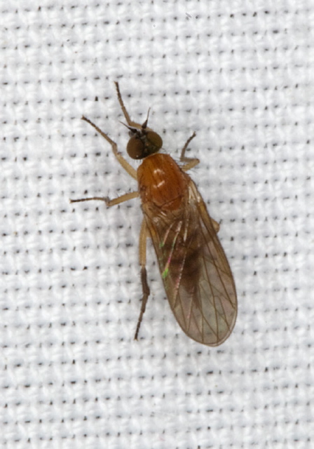 Hilara sp.? Empididae