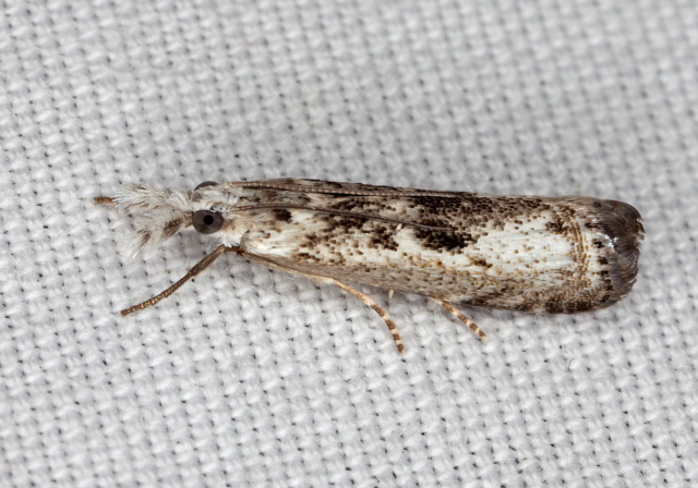 Microcrambus minor Crambidae