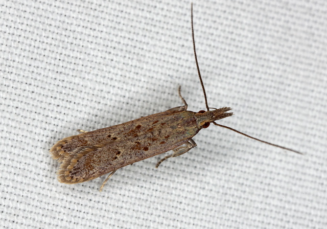 Dichomeris ligulella Gelechiidae