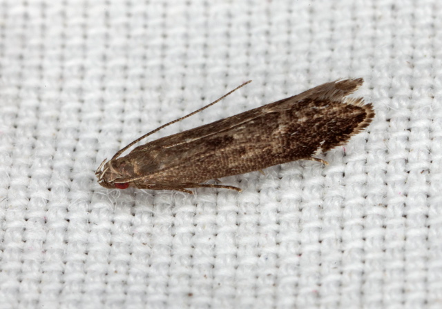 Untomia albistrigella? Gelechiidae