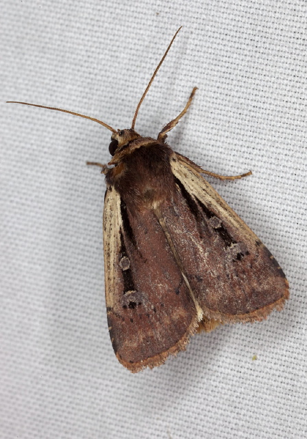 Ochropleura implecta Noctuidae