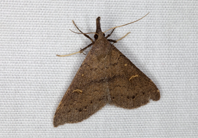 Renia adspergillus Erebidae