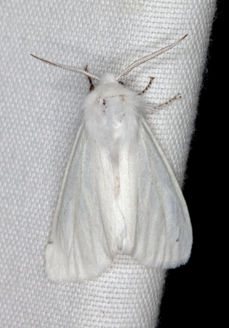 Hyphantria cunea? Erebidae