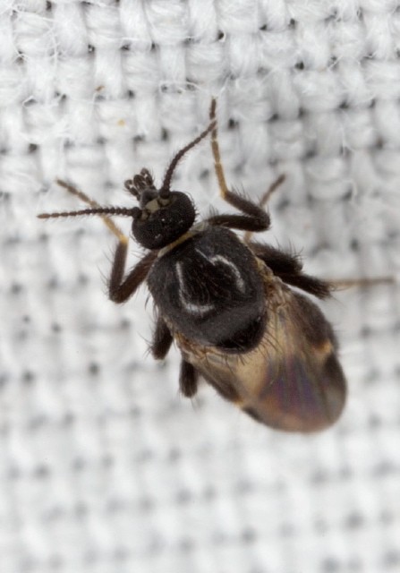 Forcipomyia sp. Ceratopogonidae