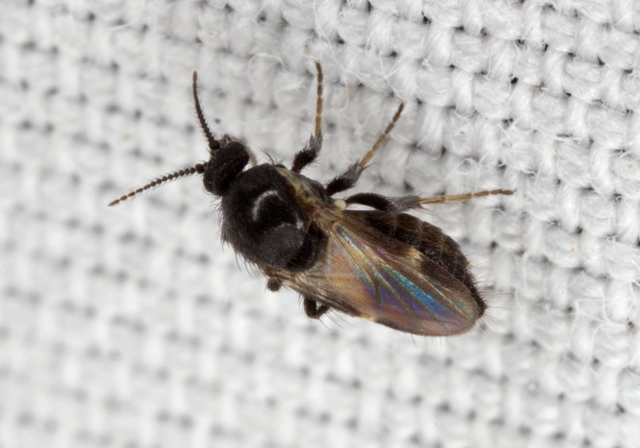 Forcipomyia sp. Ceratopogonidae