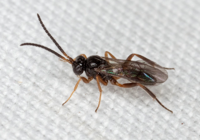   Braconidae