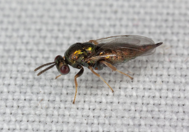 Ormyrus sp. Ormyridae