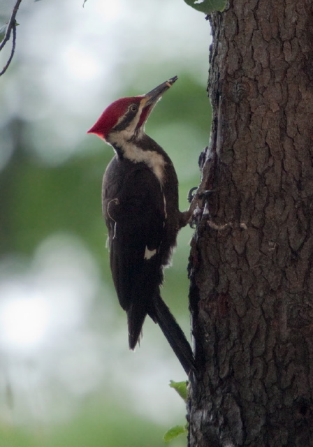 Dryocopus pileatus Picidae