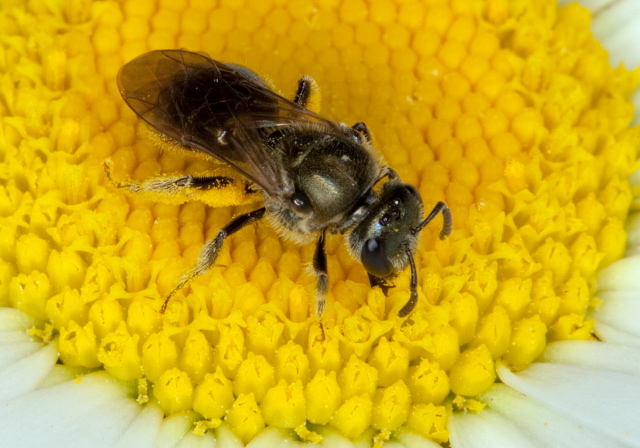 Lasioglossum (Dialictus) sp. Halictidae