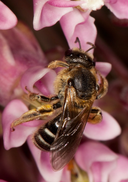 Lasioglossum sp. Halictidae