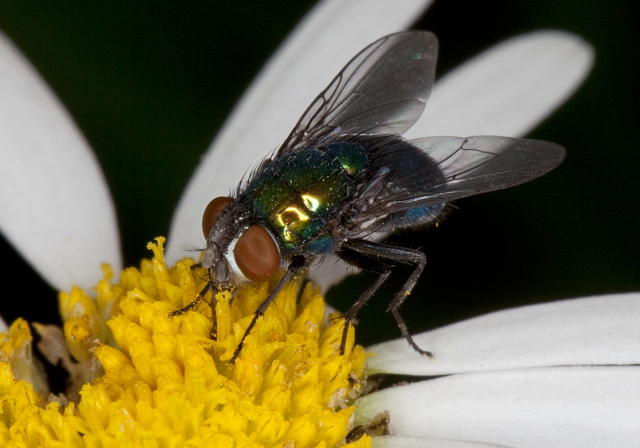 Lucilia cluvia? Calliphoridae