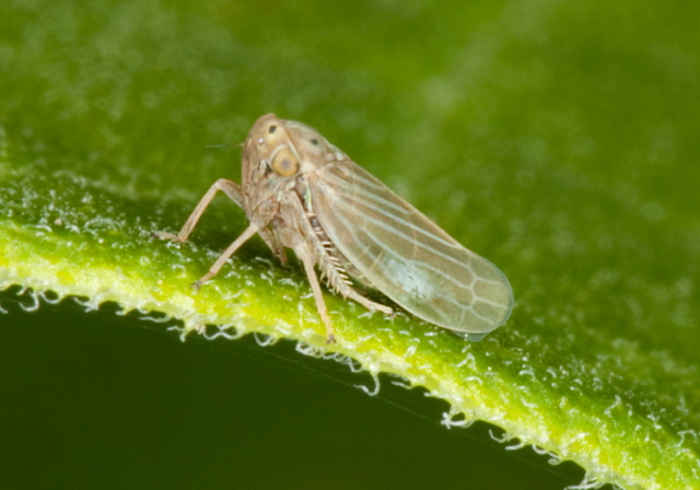 Agallia quadripunctata? Cicadellidae