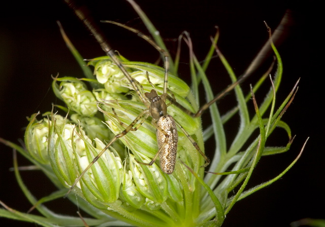 Tetragnatha laboriosa? Tetragnathidae