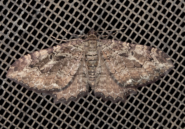 Coryphista meadii Geometridae