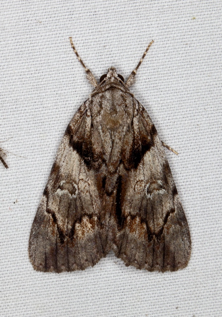 Catocala crataegi Erebidae