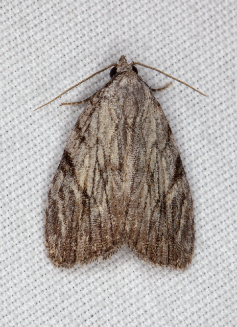 Balsa tristrigella Noctuidae