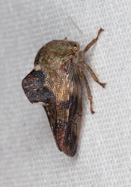 Telamona spreta Membracidae