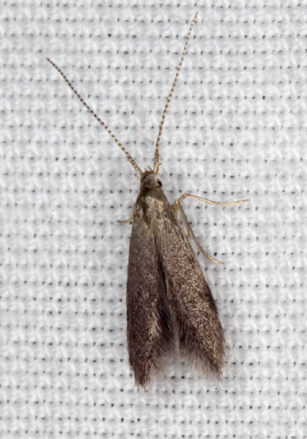 Coleophora pruniella? Coleophoridae