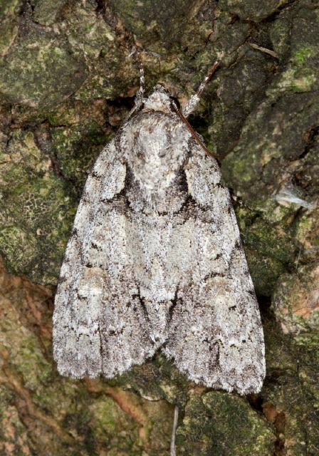 Acronicta ovata? Noctuidae