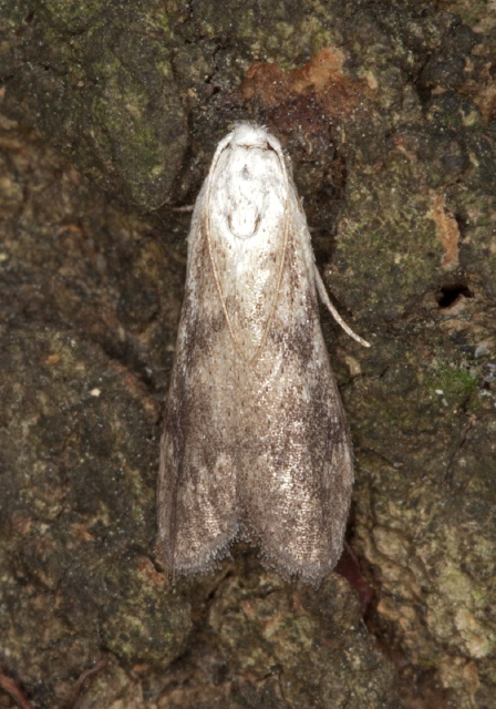 Aphomia sociella Pyralidae