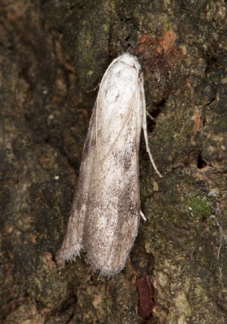 Aphomia sociella Pyralidae