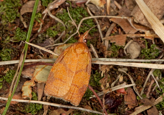 Sparganothis diluticostana Tortricidae