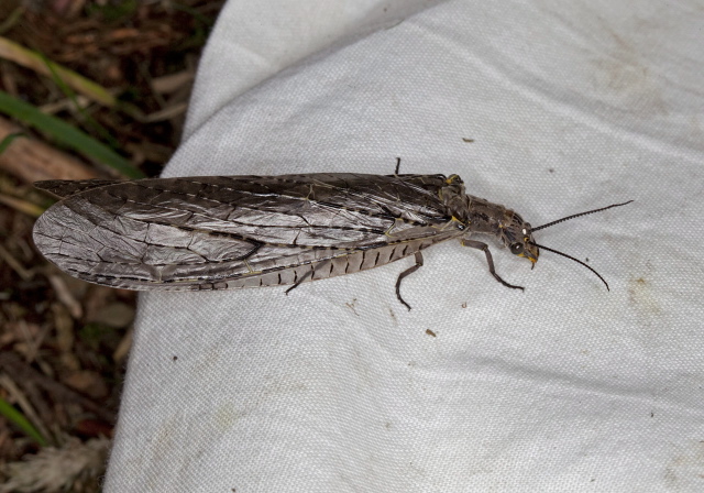 Chauliodes rastricornis Corydalidae