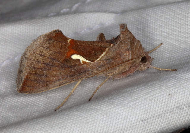 Anagrapha falcifera Noctuidae