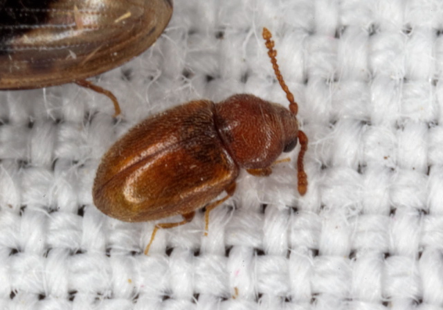 Atomaria (Anchicera) sp. Cryptophagidae