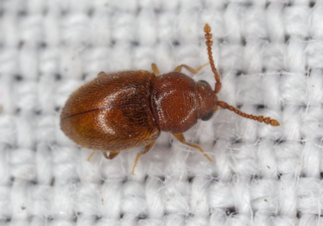 Atomaria (Anchicera) sp. Cryptophagidae