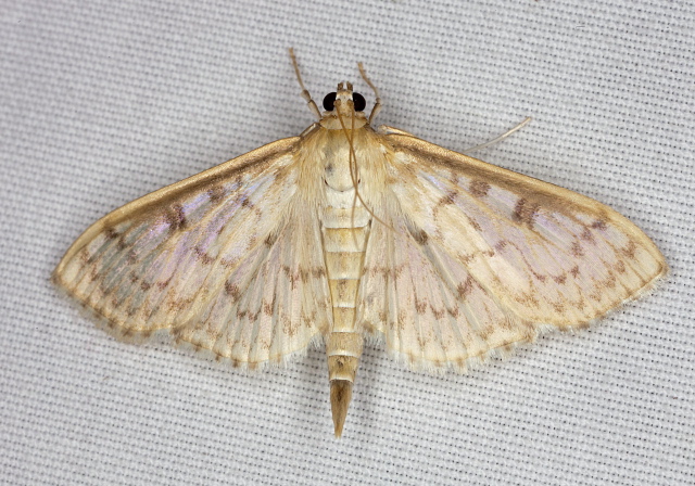 Herpetogramma abdominalis? Crambidae