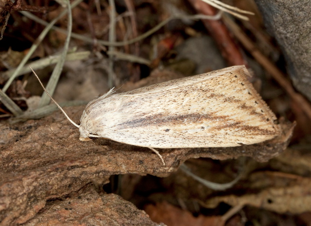 Amolita fessa? Erebidae