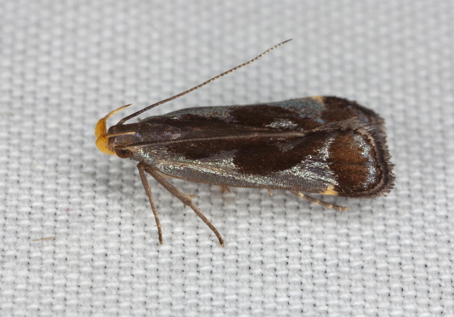 Dichomeris ochripalpella Gelechiidae