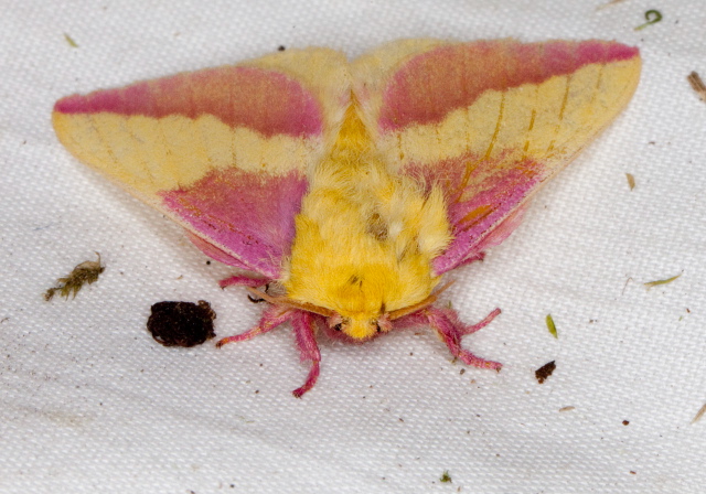 Dryocampa rubicunda Saturniidae