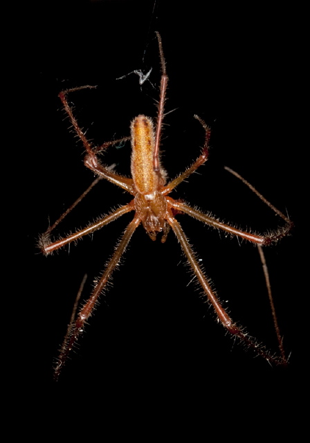 Tetragnatha versicolor? Tetragnathidae