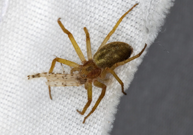   Philodromidae