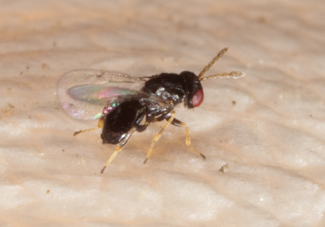   Eulophidae