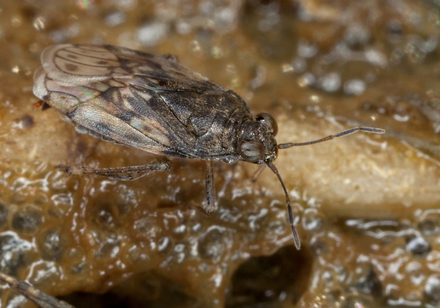 Saldula pallipes? Saldidae