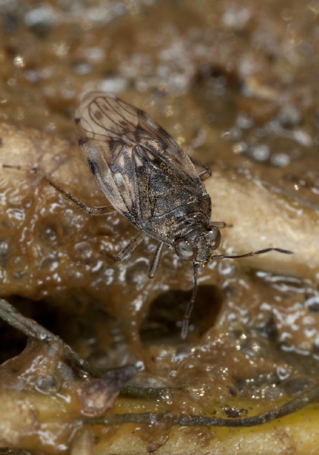 Saldula pallipes? Saldidae