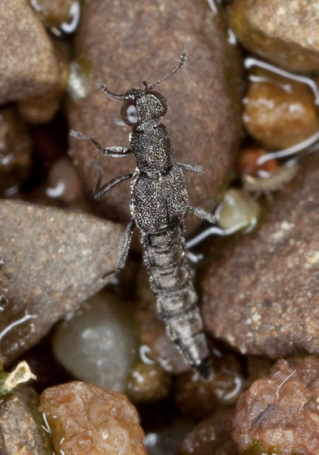 Stenus sp. Staphylinidae