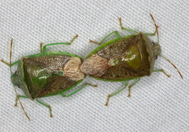 Banasa calva Pentatomidae