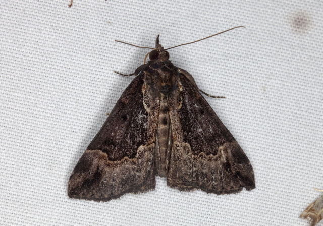 Hypena baltimoralis Erebidae