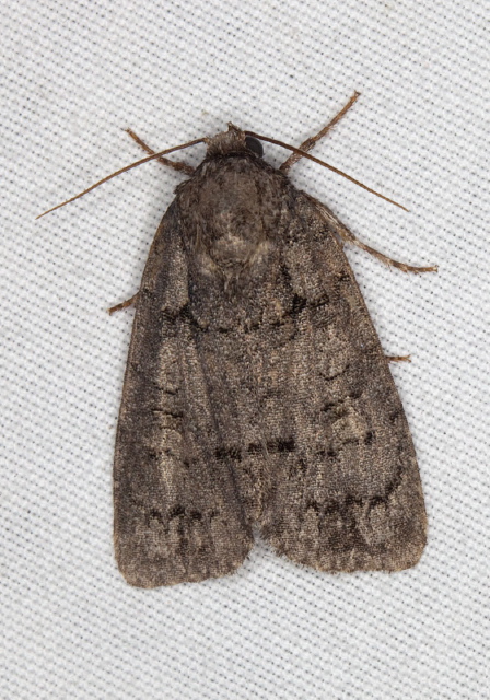 Acronicta? Noctuidae