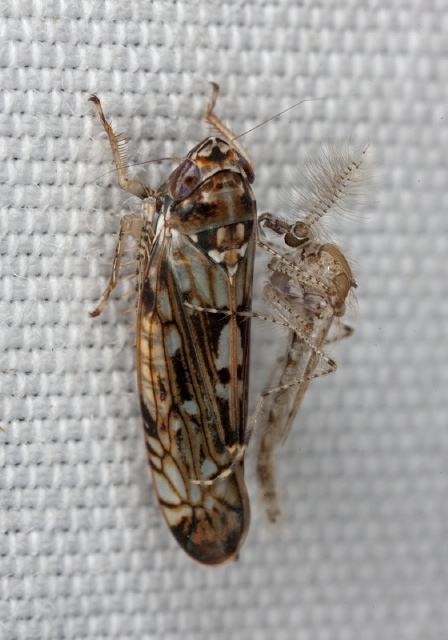 Scaphoideus sp. Cicadellidae