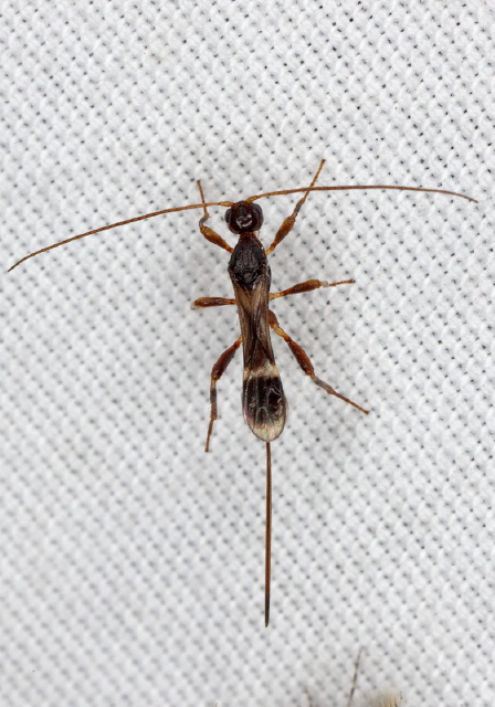 Spathius elegans? Braconidae