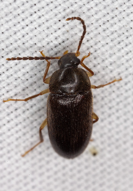 Hymenorus sp. Tenebrionidae