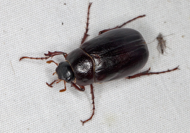 Phyllophaga sp. Scarabaeidae